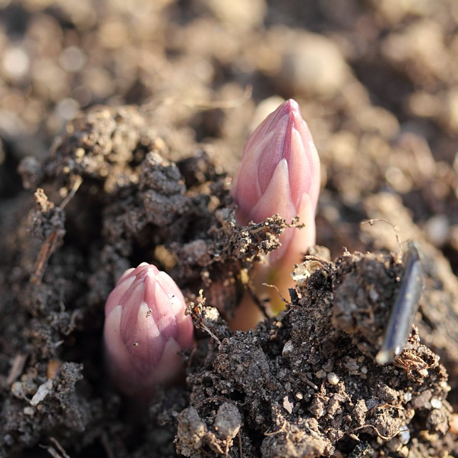 asparagus spears emerging