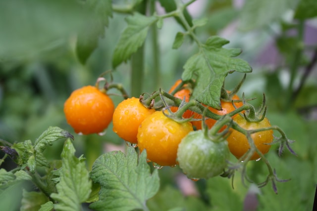 crop rotation after tomatoes