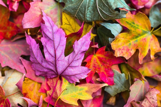 gardening with children - life cycle
