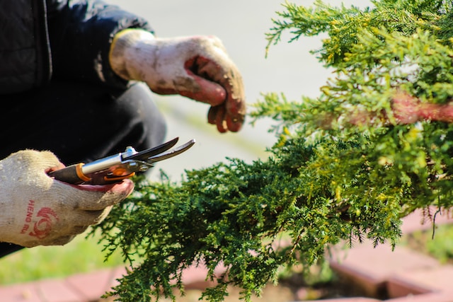 Garden Tools for the Elderly: Make Gardening Safe and Enjoyable ...