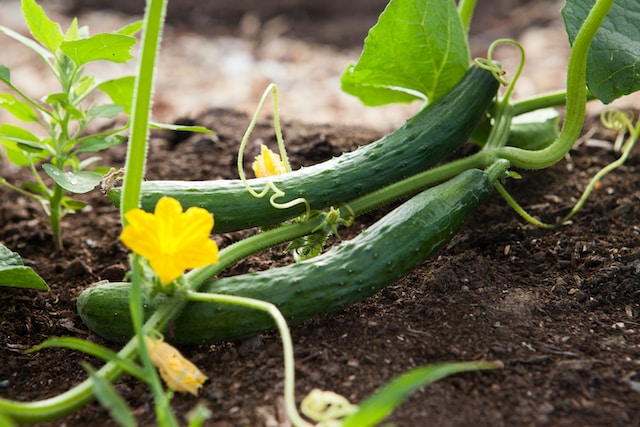 what to plant after cucumbers?