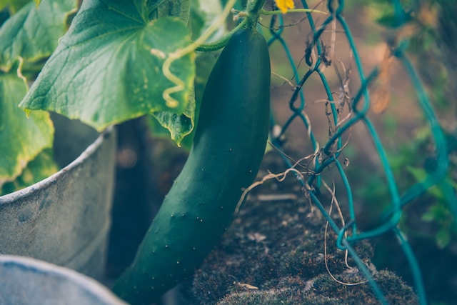 under a cucumber trellis