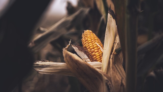 corn ready to harvest