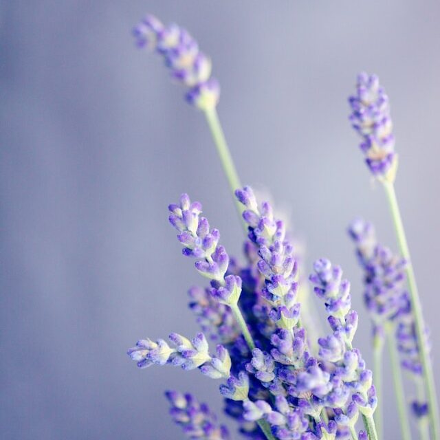 spiritual plant - lavender