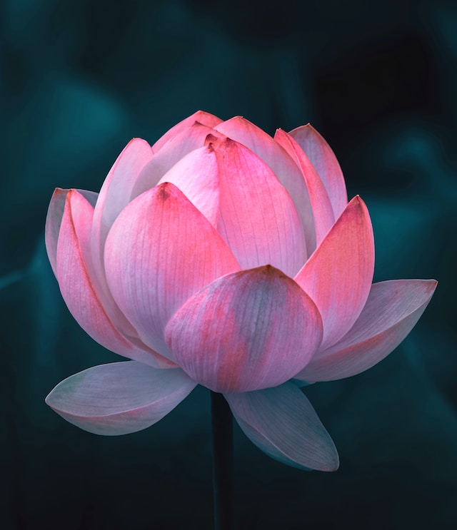 spiritual plant - lotus blossom