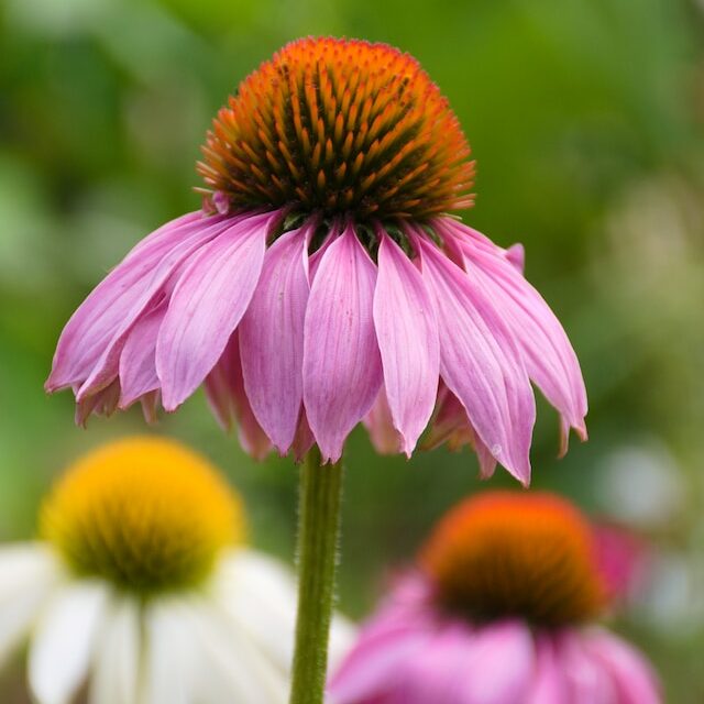 spiritual plants - echinacea