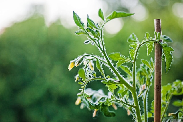 role of tomatoes in crop rotation