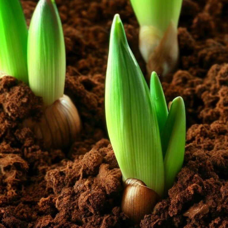 amaryllis seed sprouting