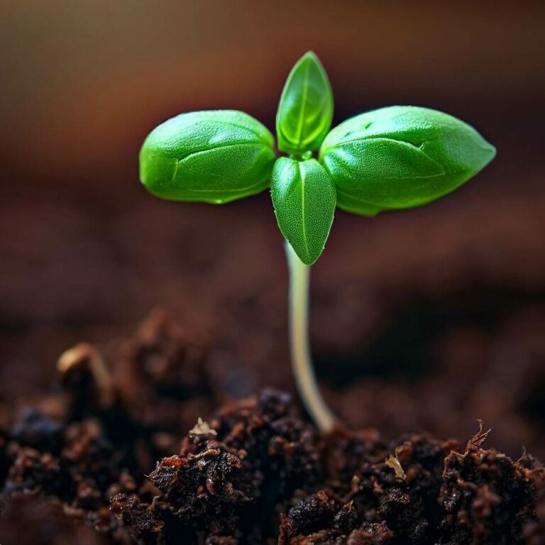 basil seedling