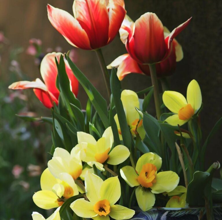 daffodils and tulips