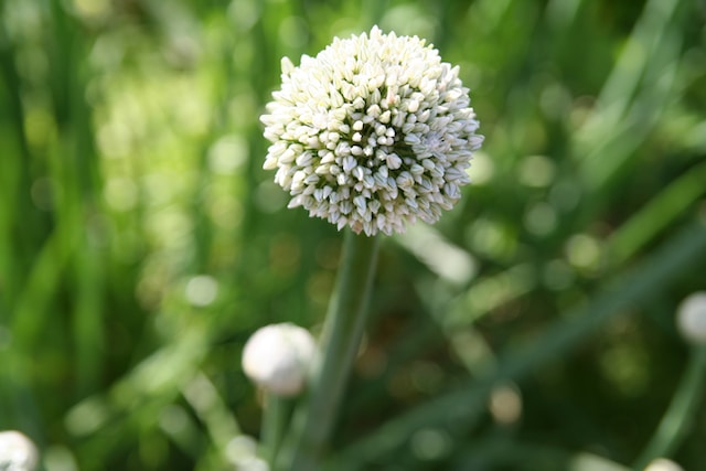 white onion flower
