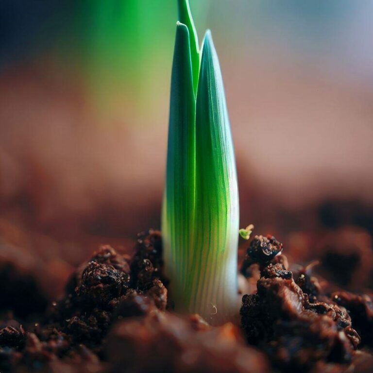 onion seedling emerging