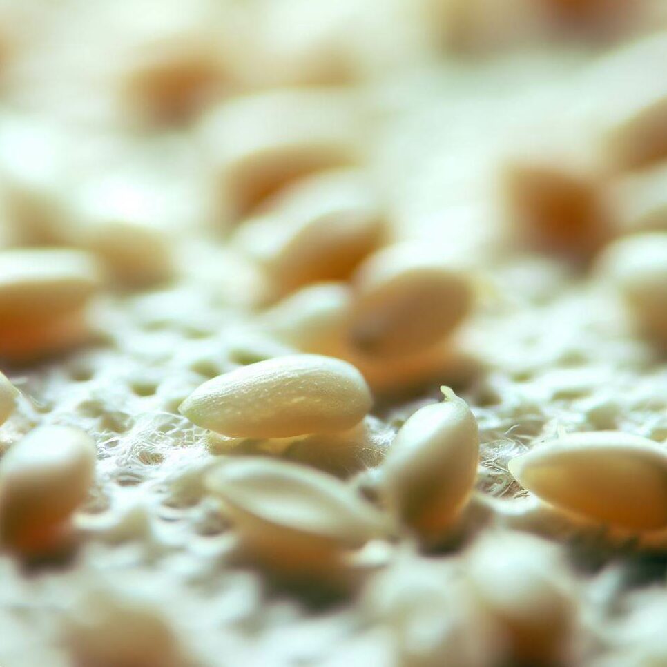 tiny white tomato seeds drying on a paper towel