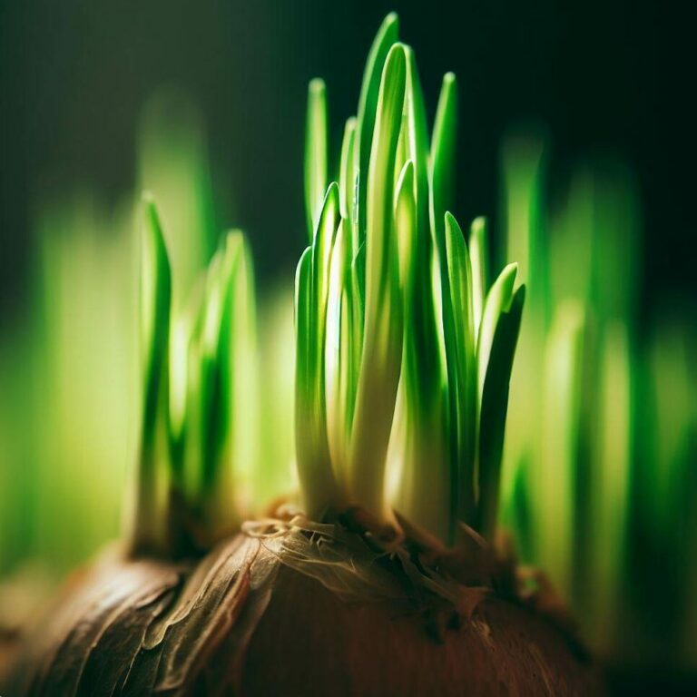 Close-up-of-onion-sprouts