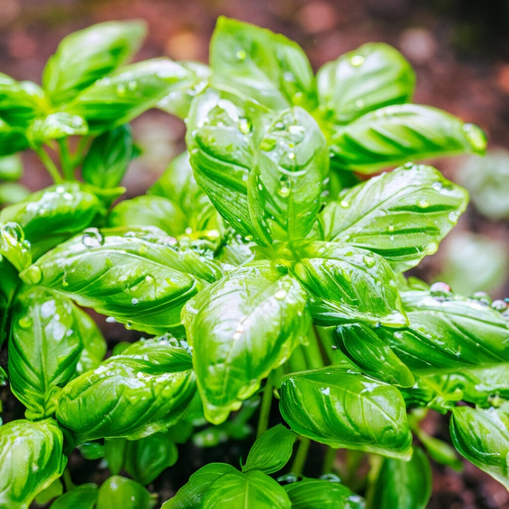 wet basil plant