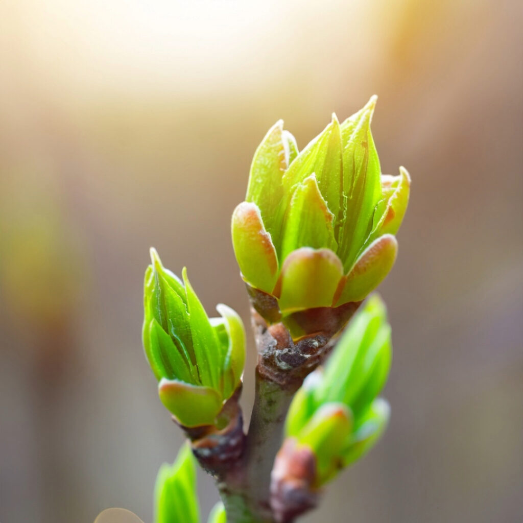 bud-break-spring-beginning