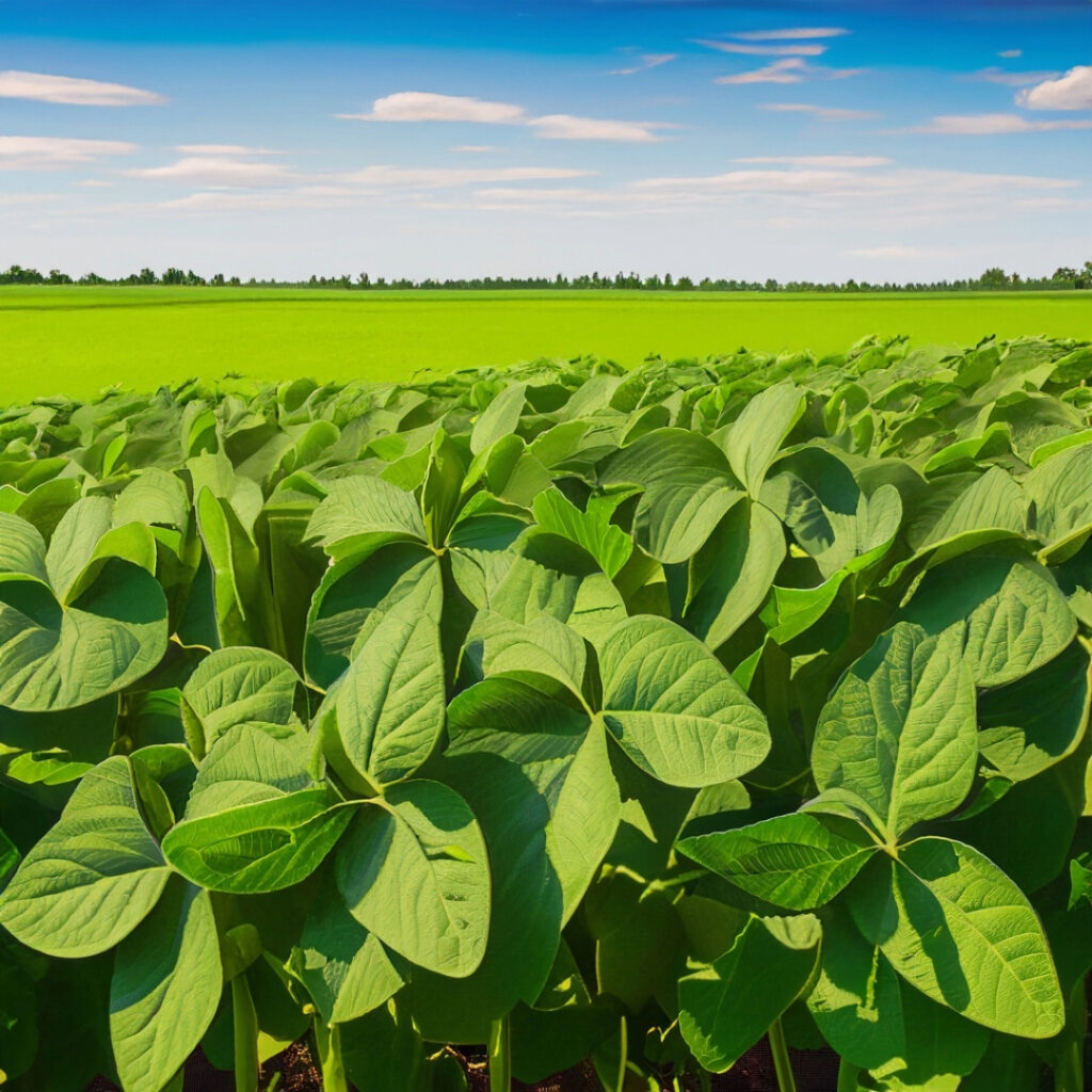 soybeans-summer-growth