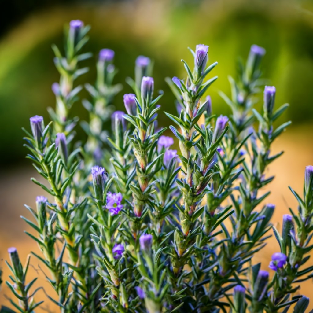 Rosemary plant in full bloom