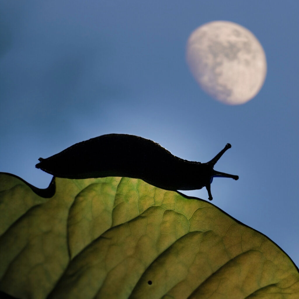 Slugs feeding on vegetable leaves at night