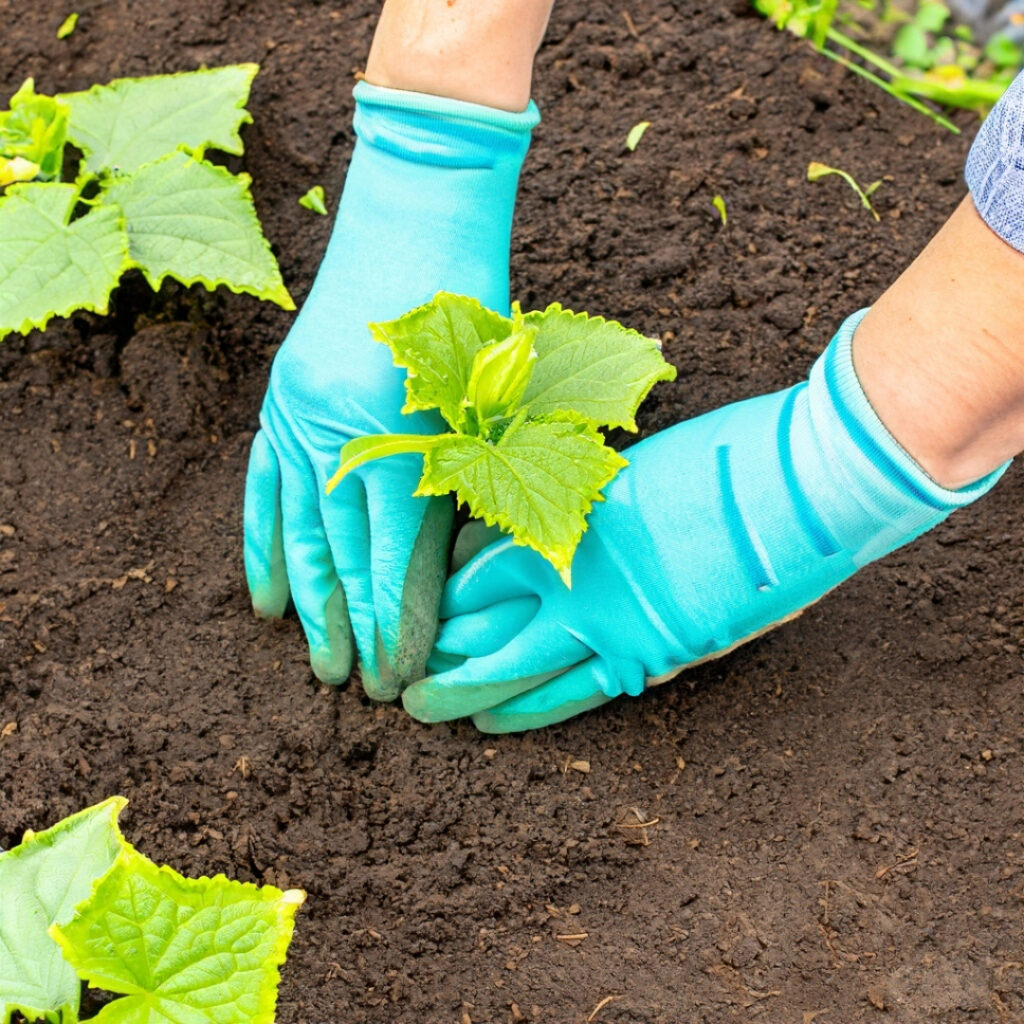 Transplanting cucumber seedlings into the garden