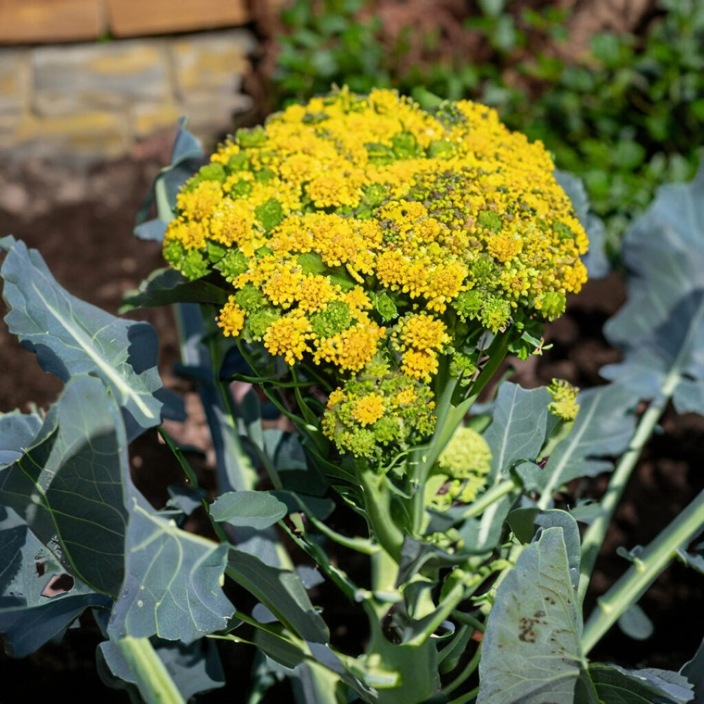 Bolting broccoli in a cottage garden