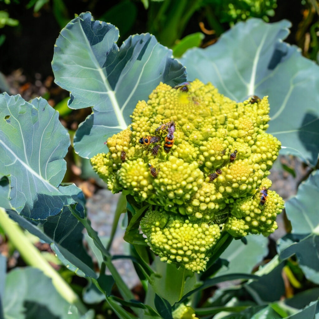 Bees pollinating a bolting broccoli