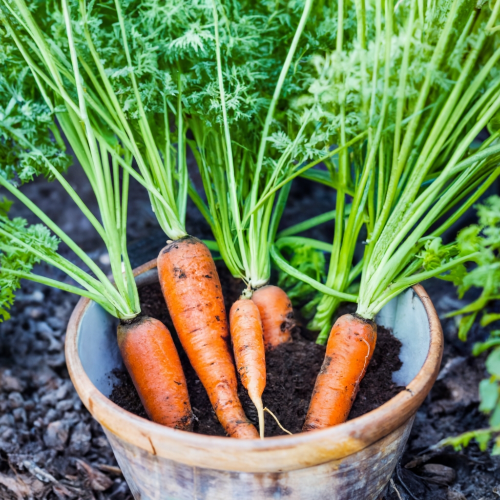 carrots growing in a pot