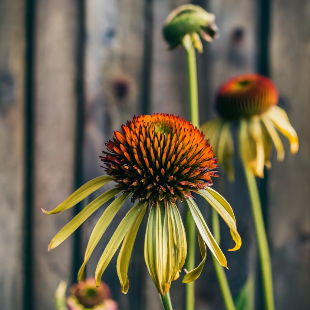 A wilting coneflower