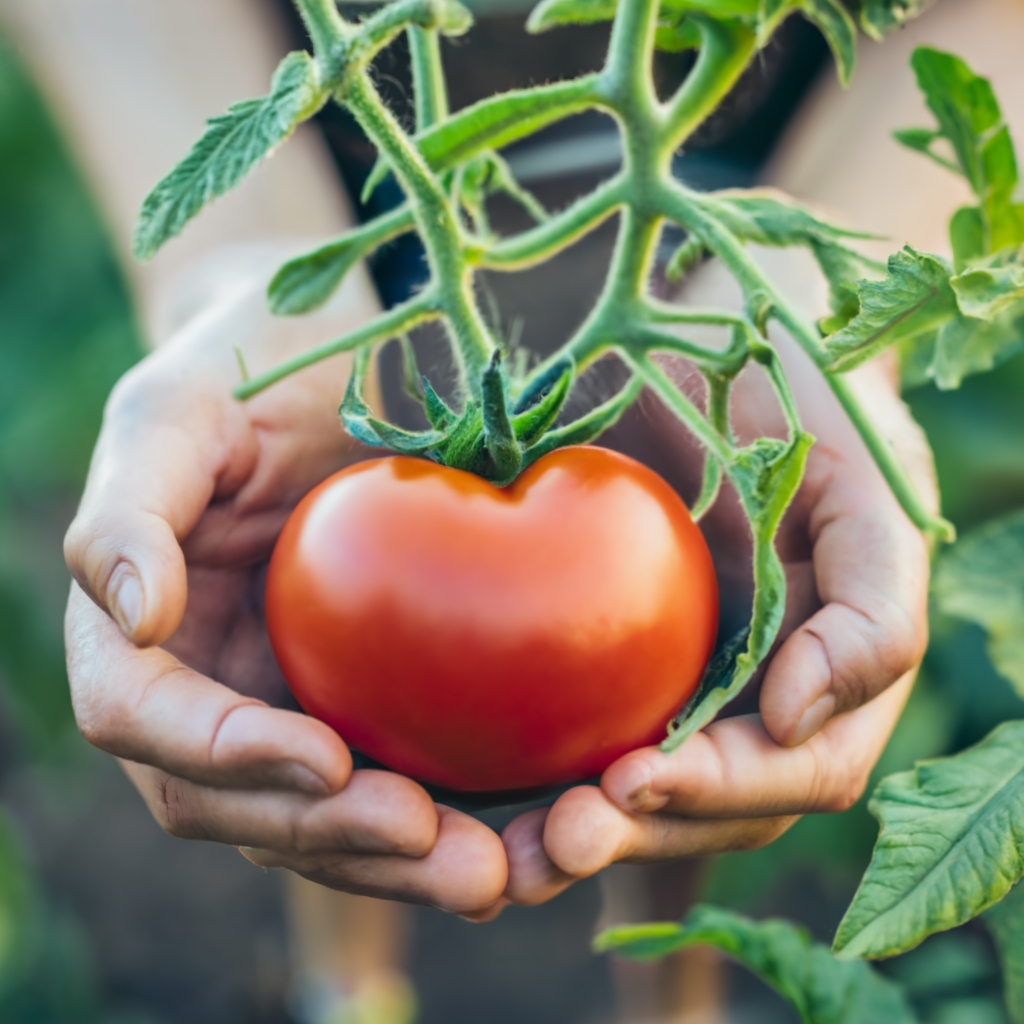 Hands lovingly cradling a ripe, red tomato