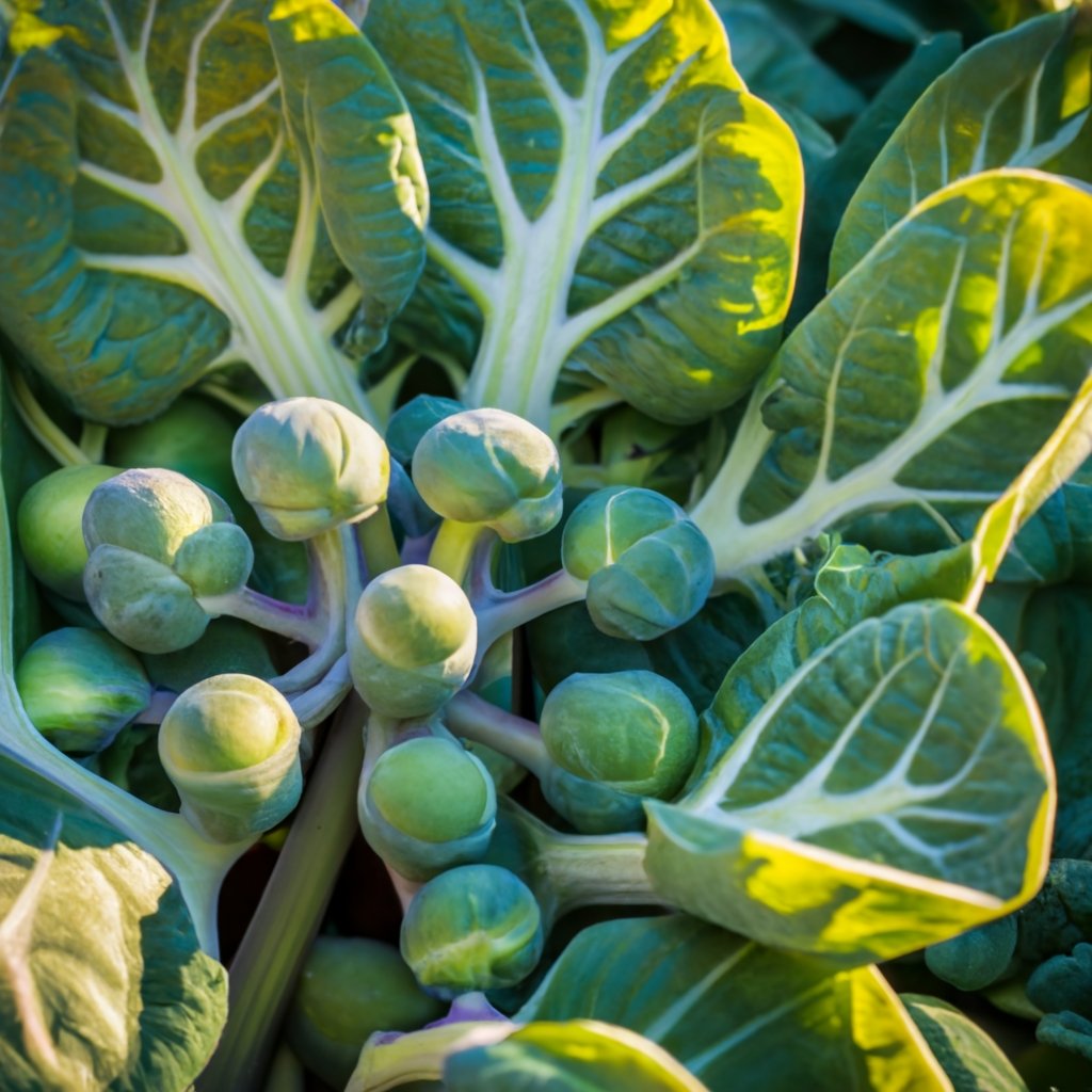 brussels sprouts plant almost ready to harvest