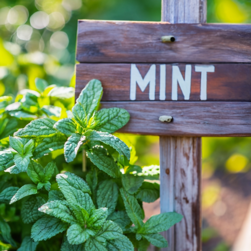 Mint plant next to a garden sign