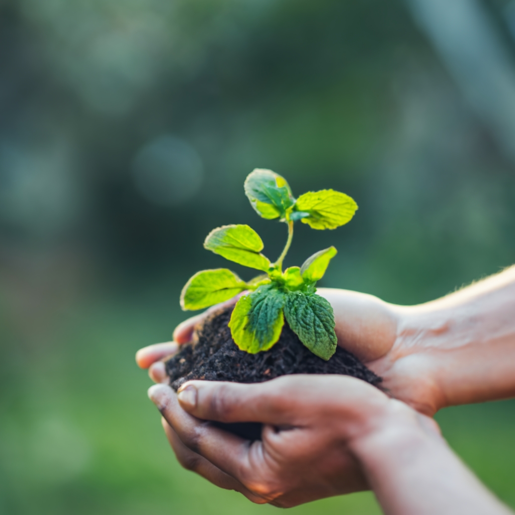 Hands holding a mint plant