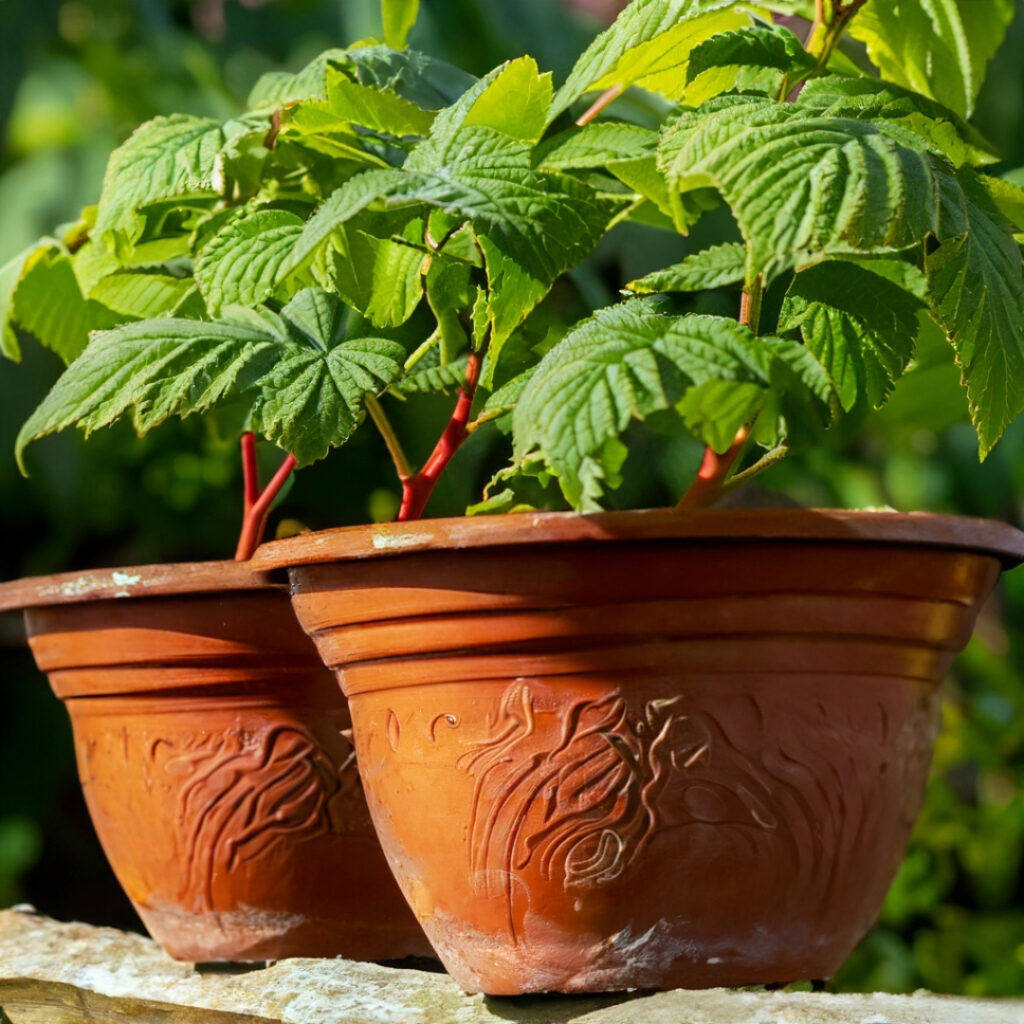 Raspberry pots beside a rustic wooden fence