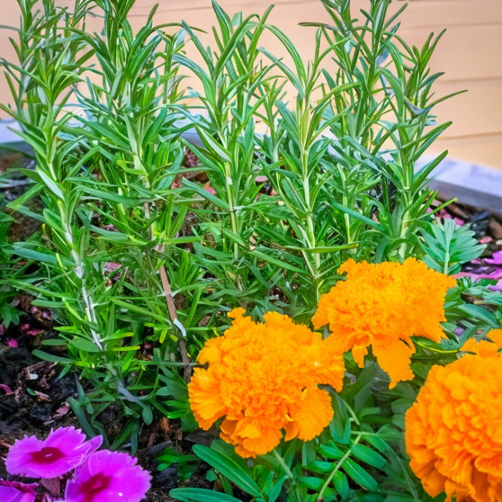 Rosemary and marigold plants growing together in a garden bed