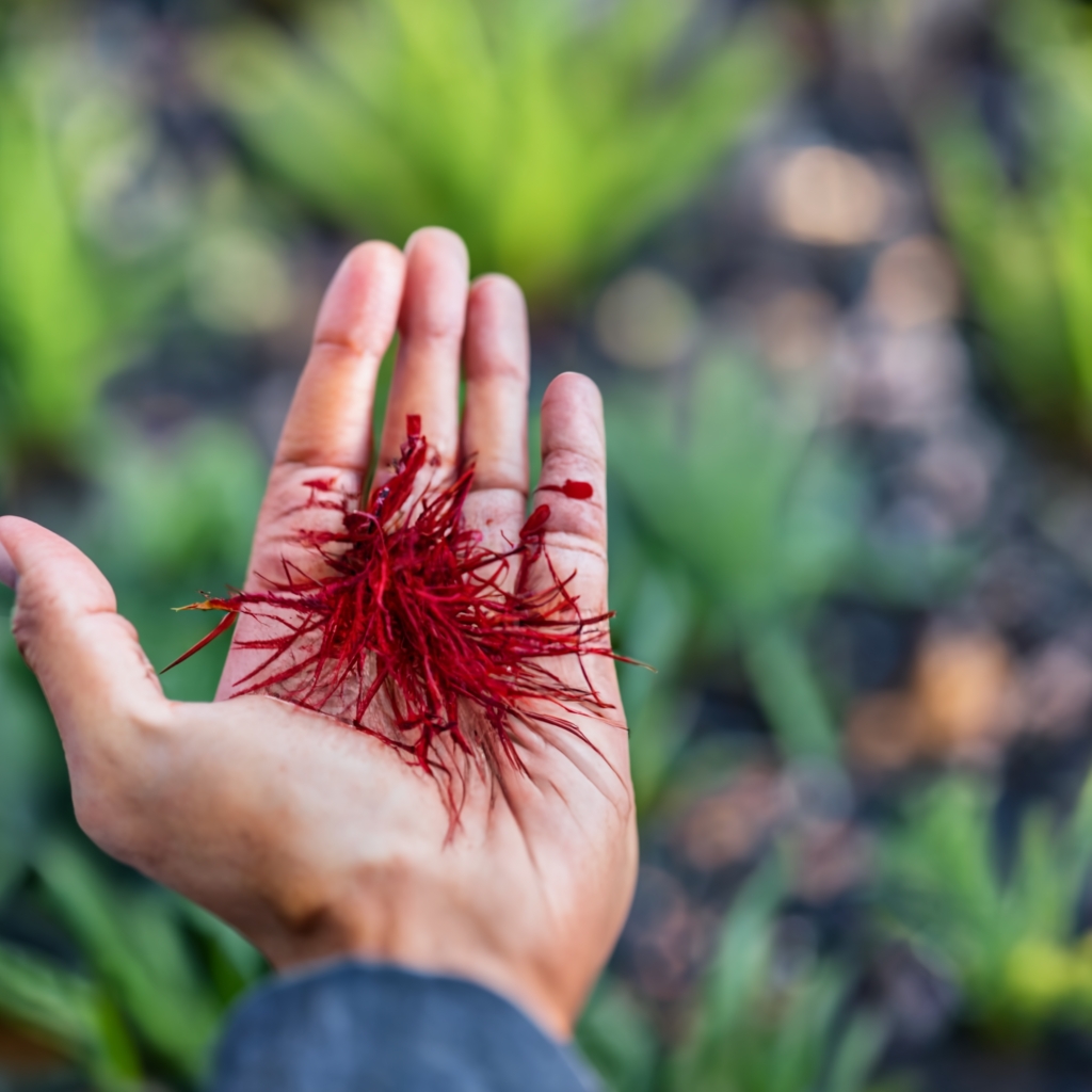 Hand holding freshly harvested saffron stigmas