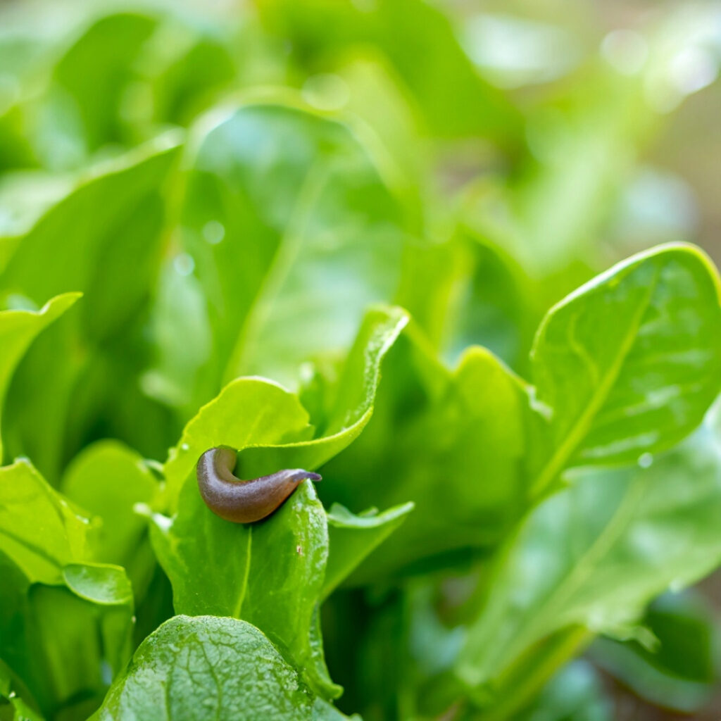 Slugs on leafy greens in a garden