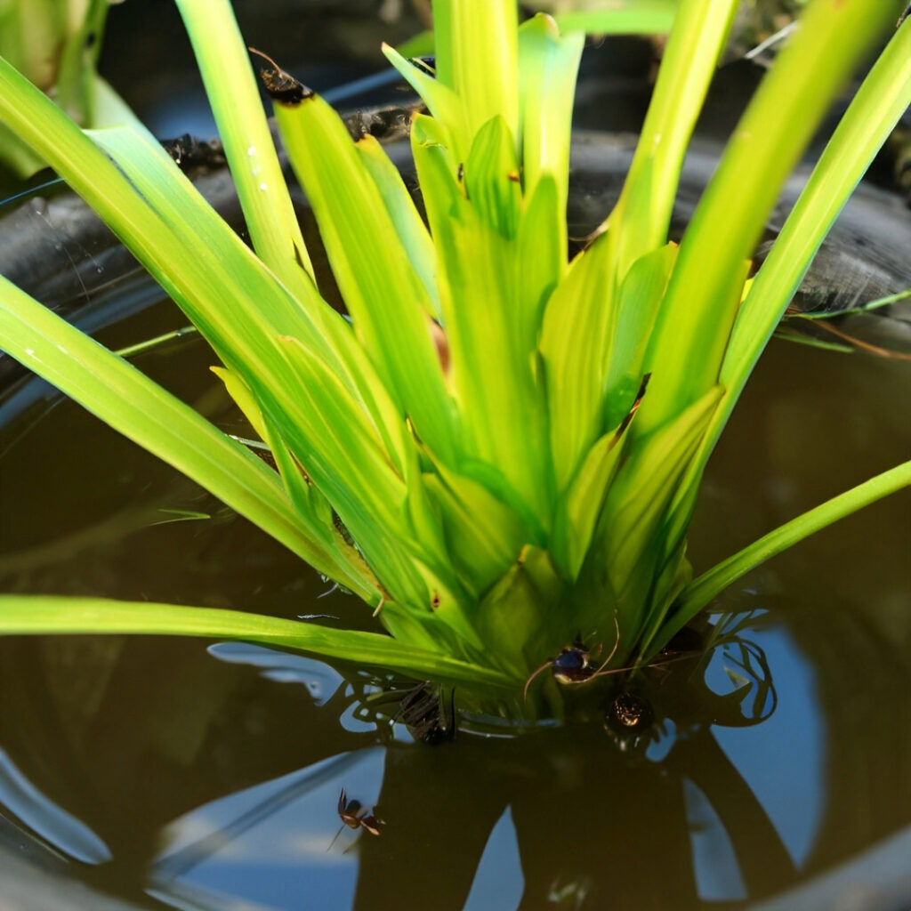 Spider plant roots developing in water