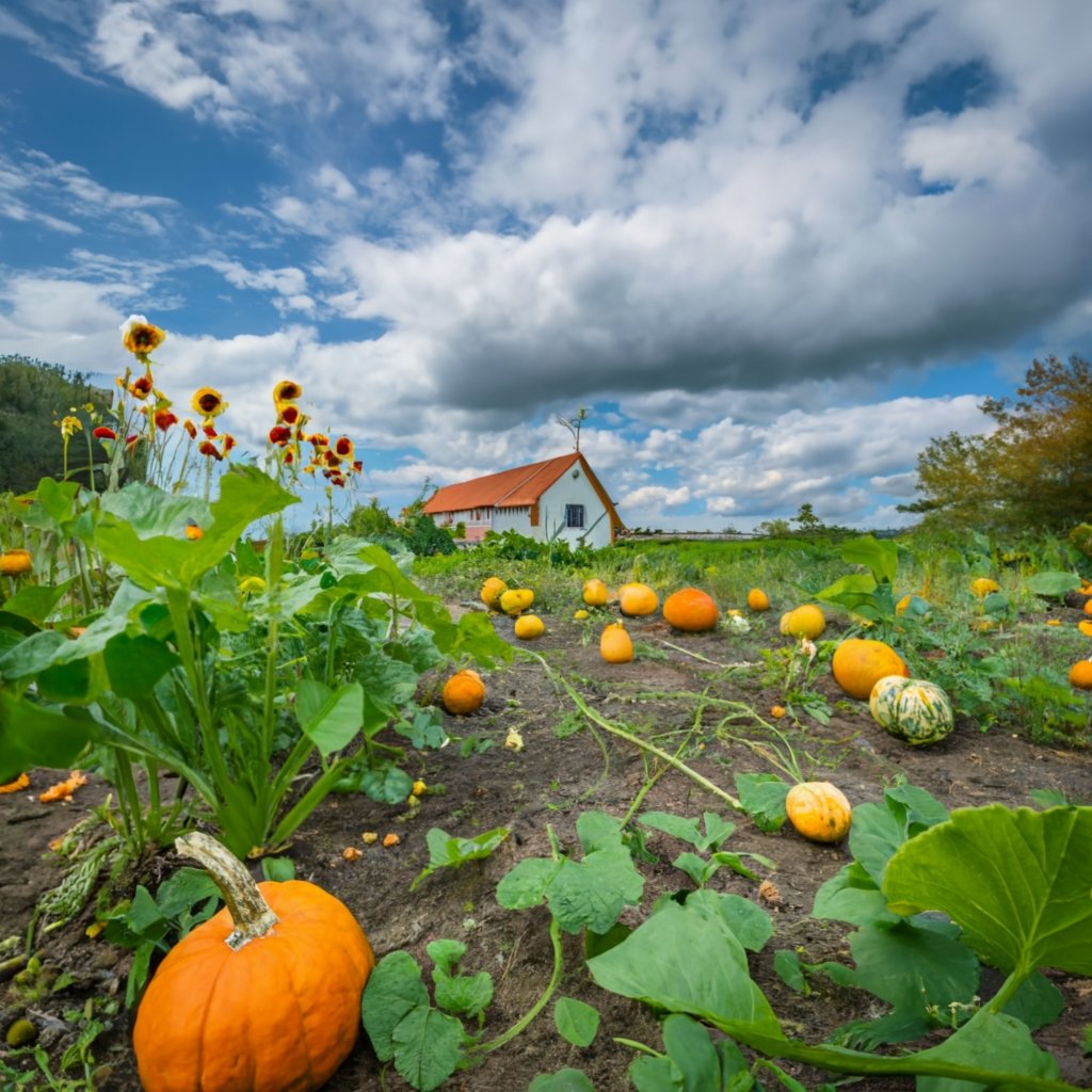 A thriving pumpkin patch in a home garden