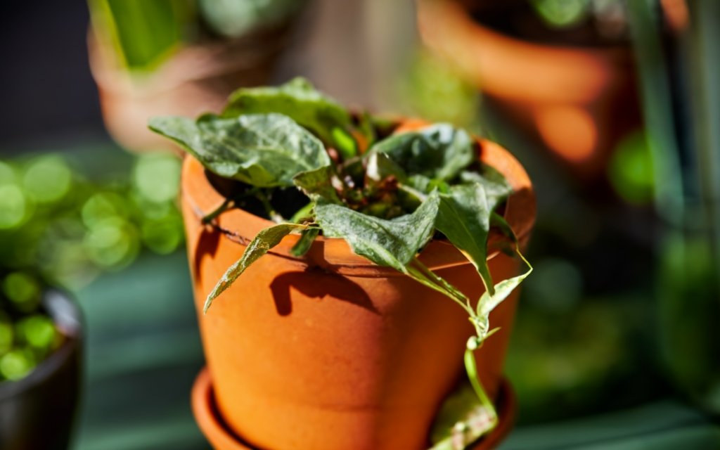 A wilted plant due to root aphid damage