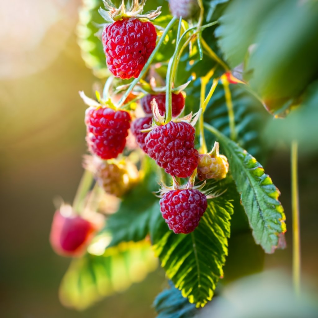 Close up of ripe raspberries on a trellis