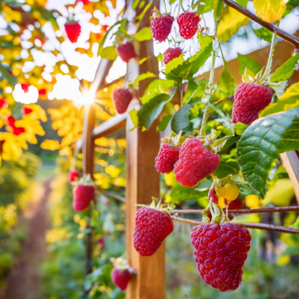 Fall harvest scene with a raspberry trellis