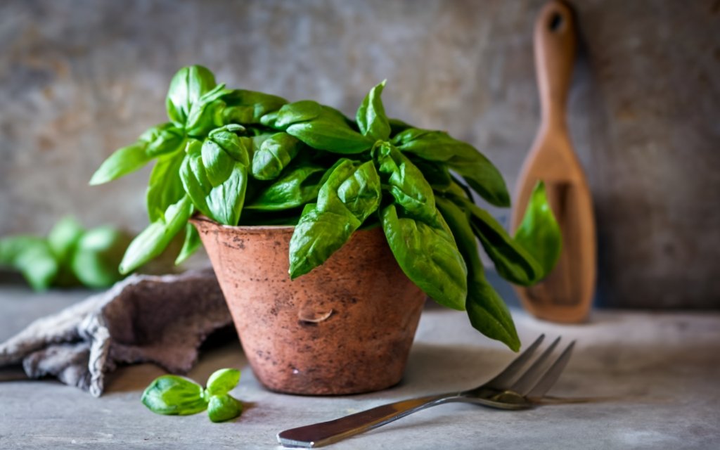 Fresh basil pot in a country kitchen