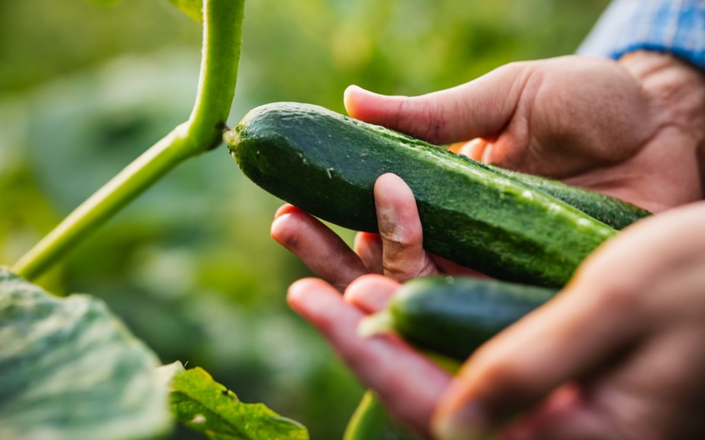 Hands gently harvesting fresh cucumbers from a garden