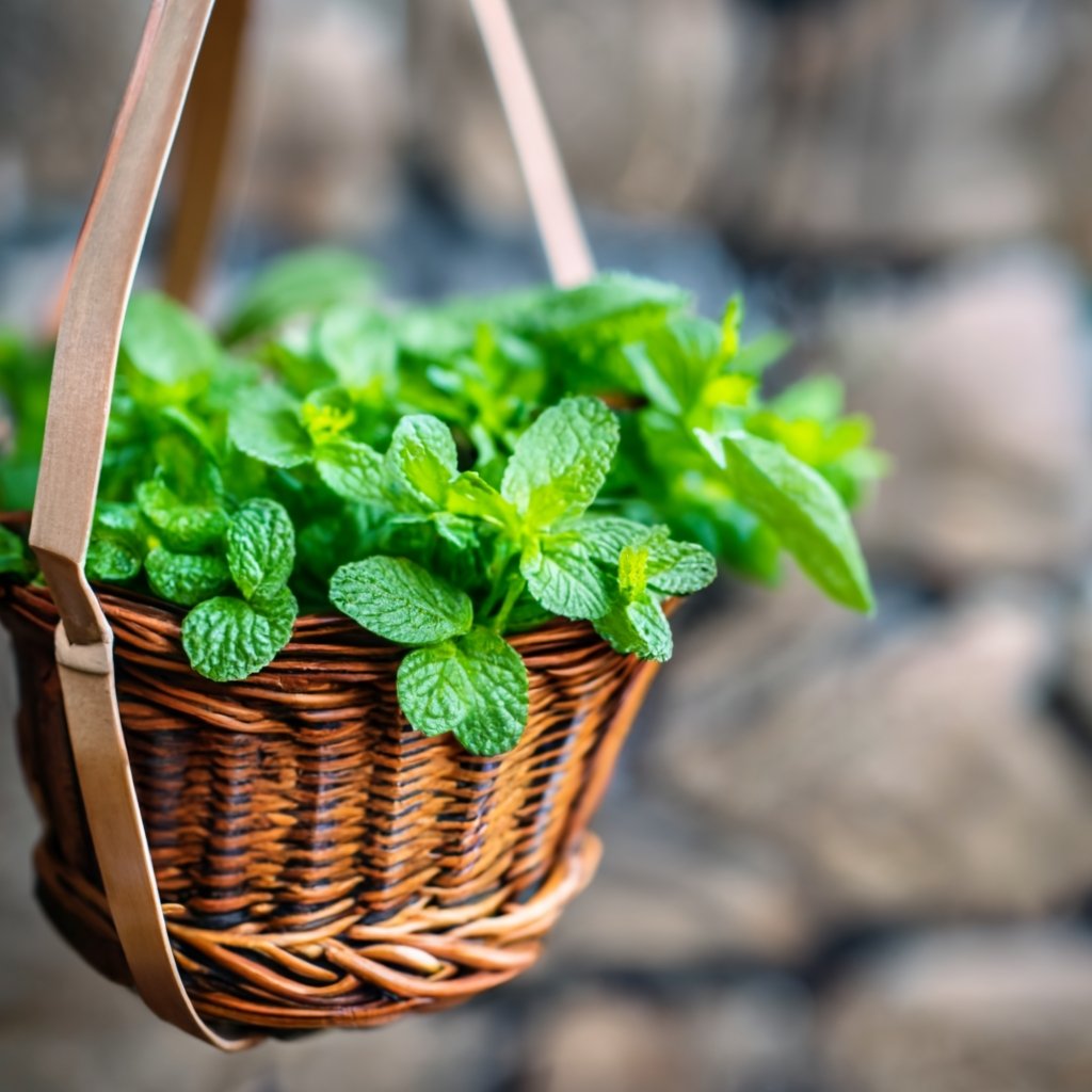 Mint growing in a hanging basket