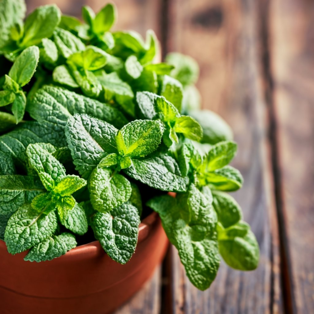 Mint growing in a terracotta container