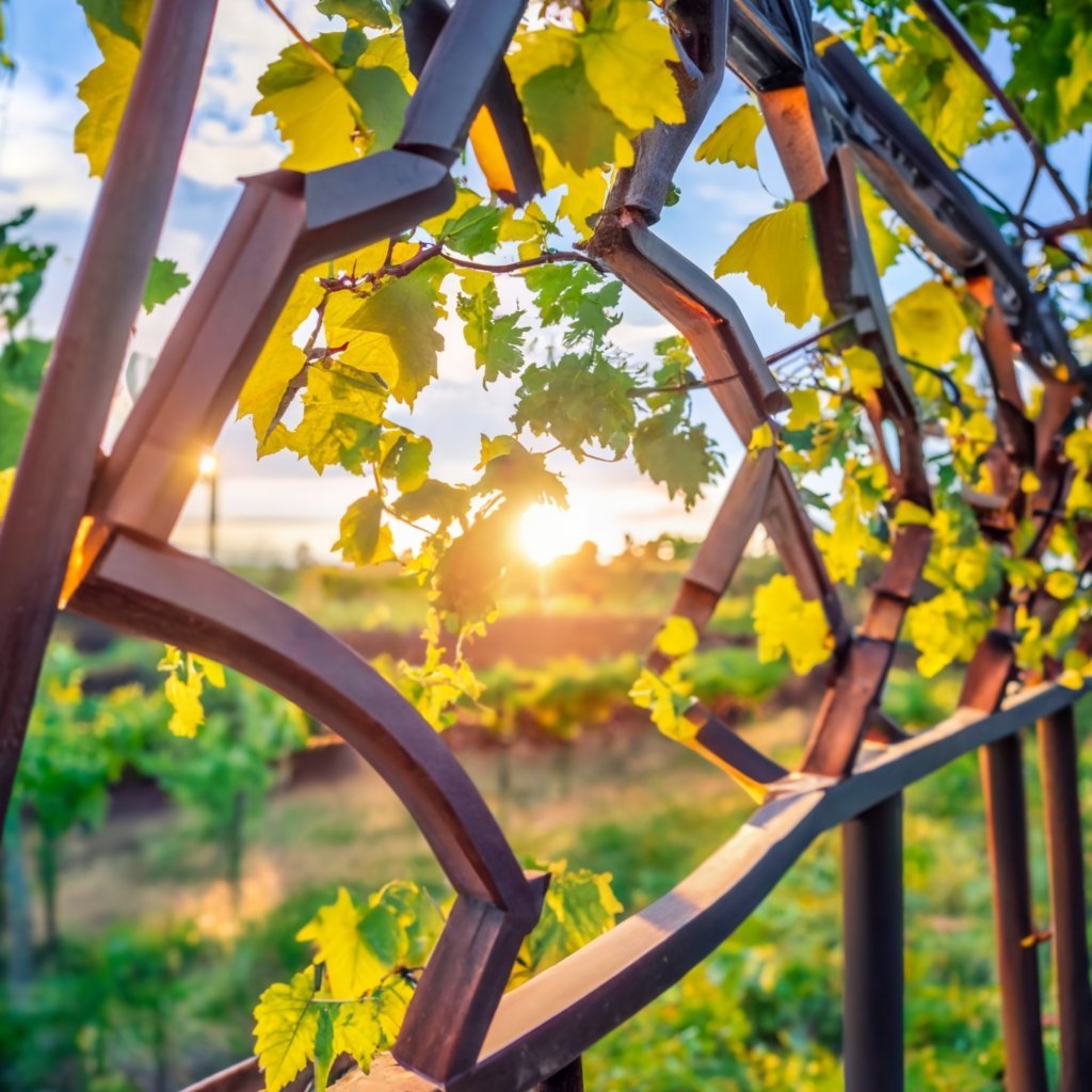 a grape trellis in a small home garden