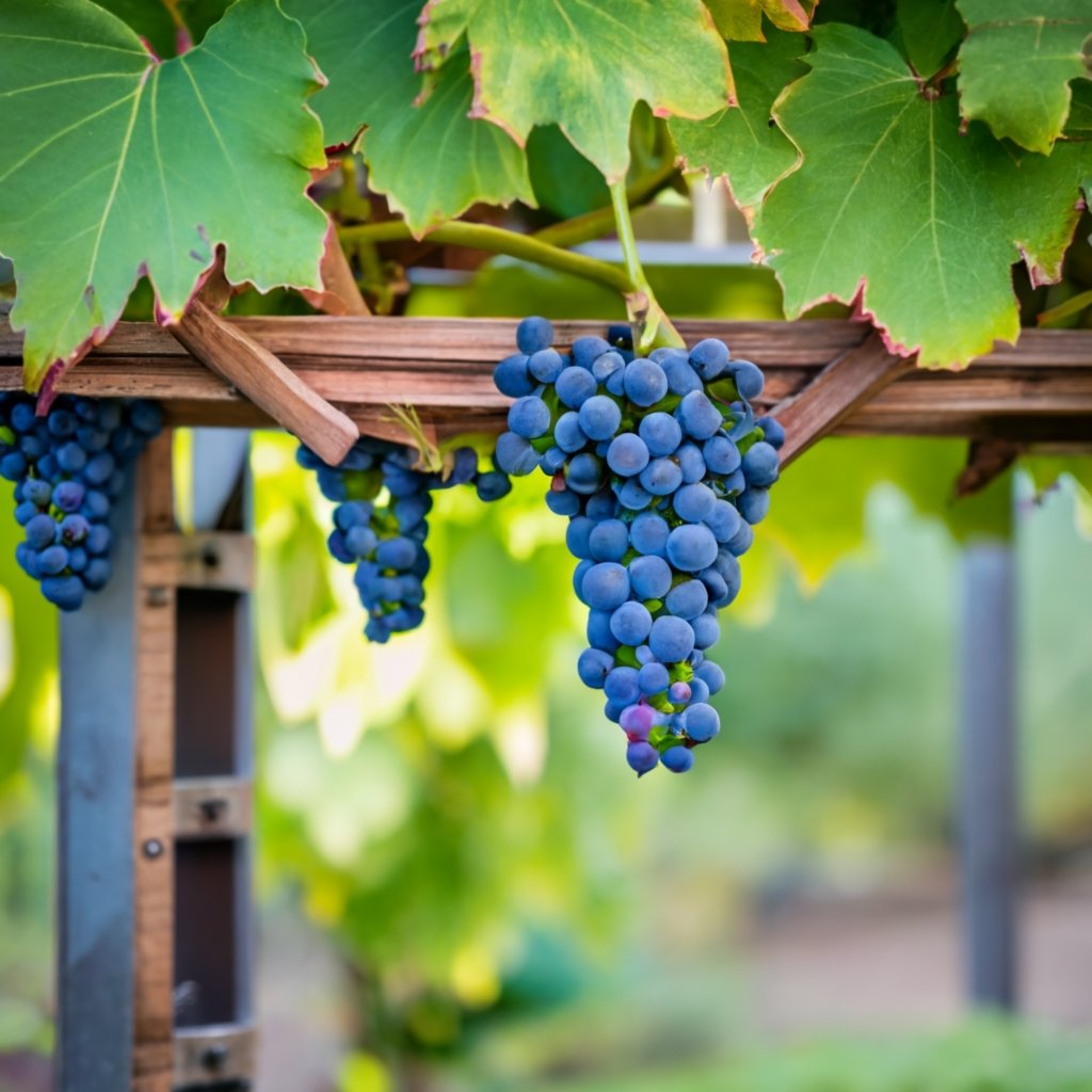 Photo of a grapevine growing on a Horizontal Divided Trellis in a home garden