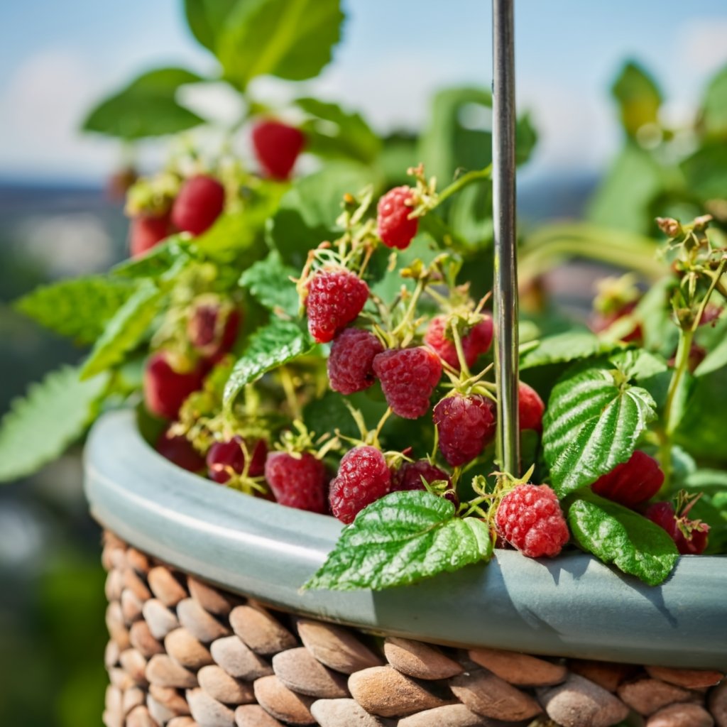 Raspberries growing in a container