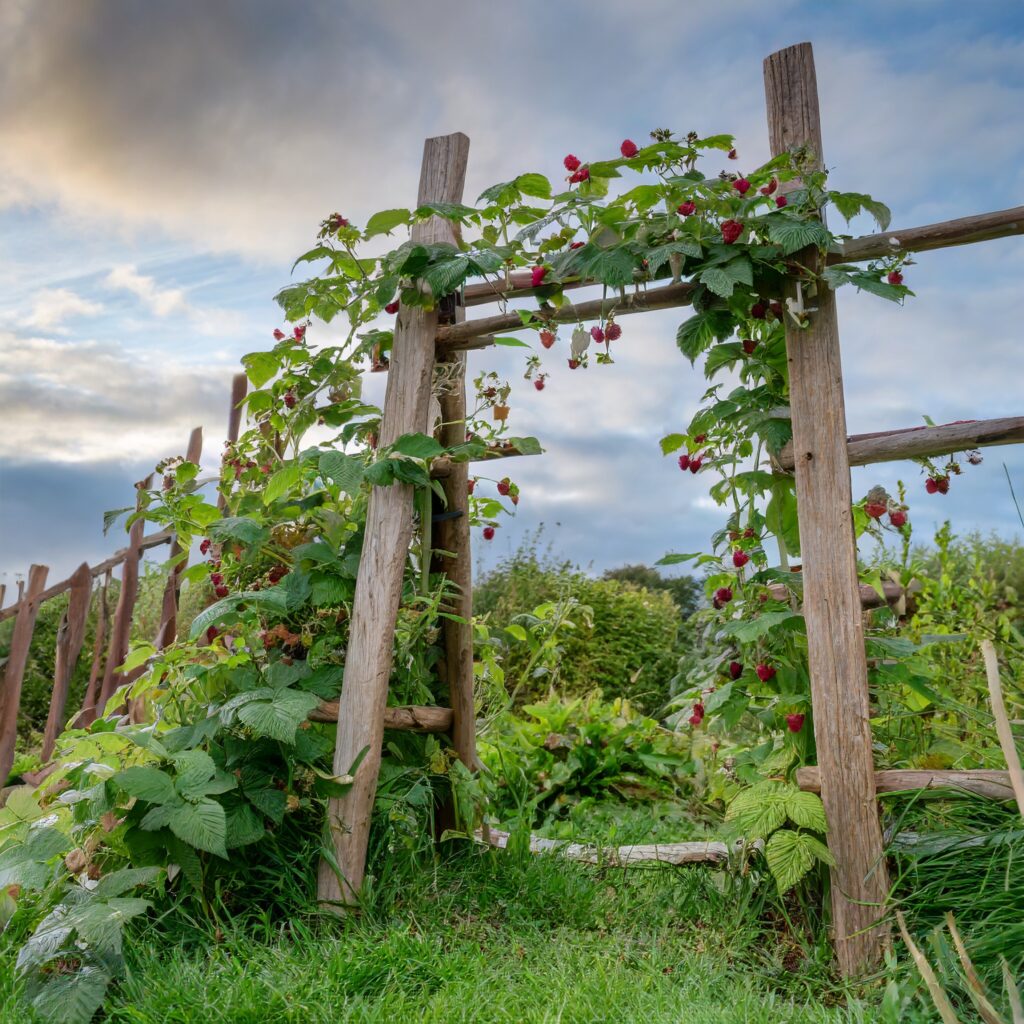 Rustic wooden trellis supporting raspberry plants