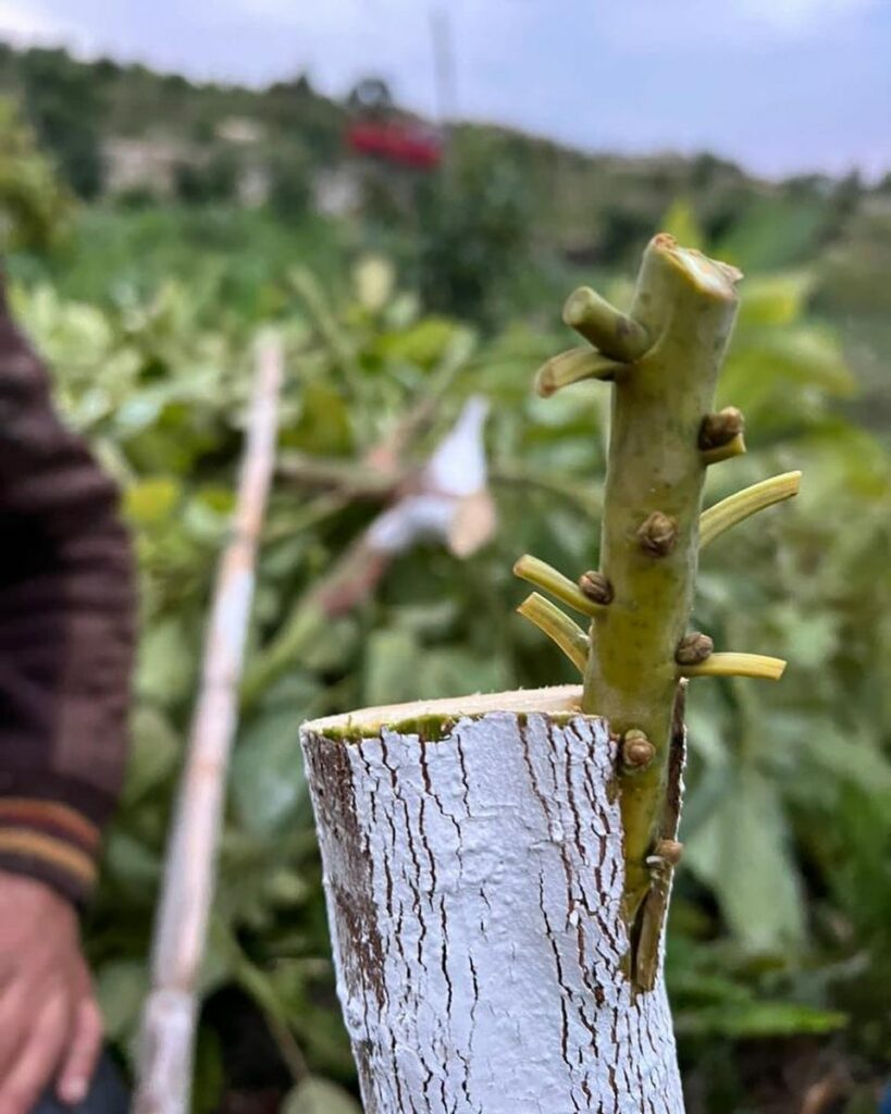 avocado grafting on rootstock